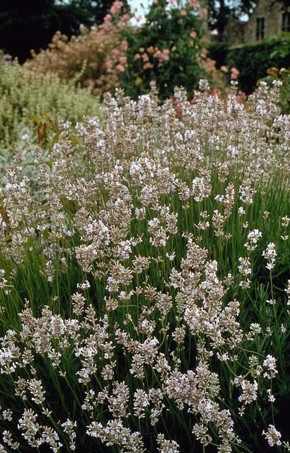 Garden basics 6x Lavandula int. 'Edelweiss' - ↕10-25cm - Ø9cm (47881)