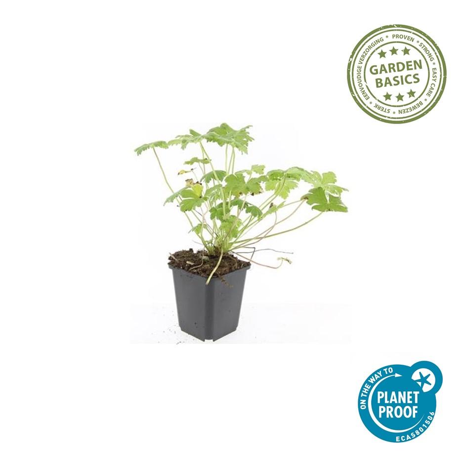 Garden basics 6x Geranium macr. 'Czakor' - ↕10-25cm - Ø9cm (47782)