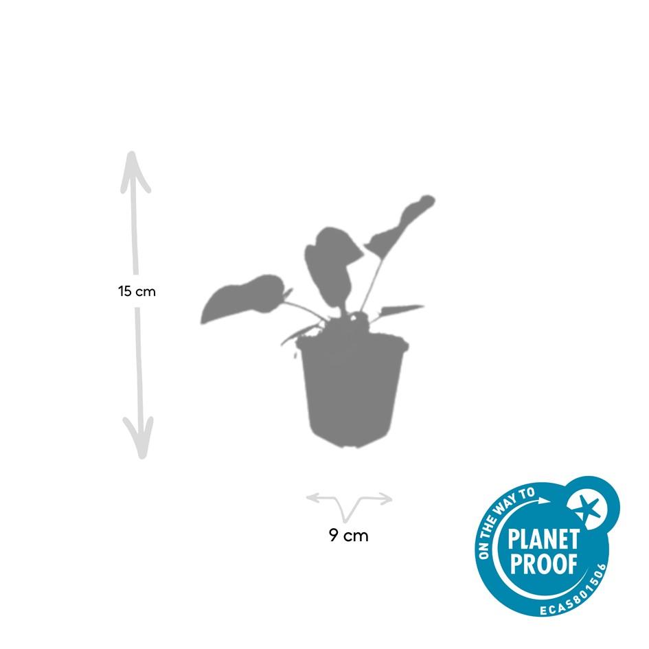 Garden basics 6x Phlomis russeliana - ↕10-25cm - Ø9cm (47965)