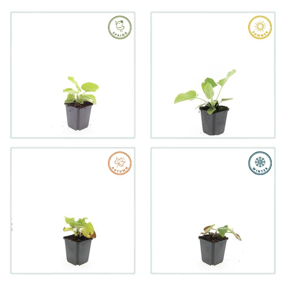 Garden basics 6x Phlomis russeliana - ↕10-25cm - Ø9cm (47965)