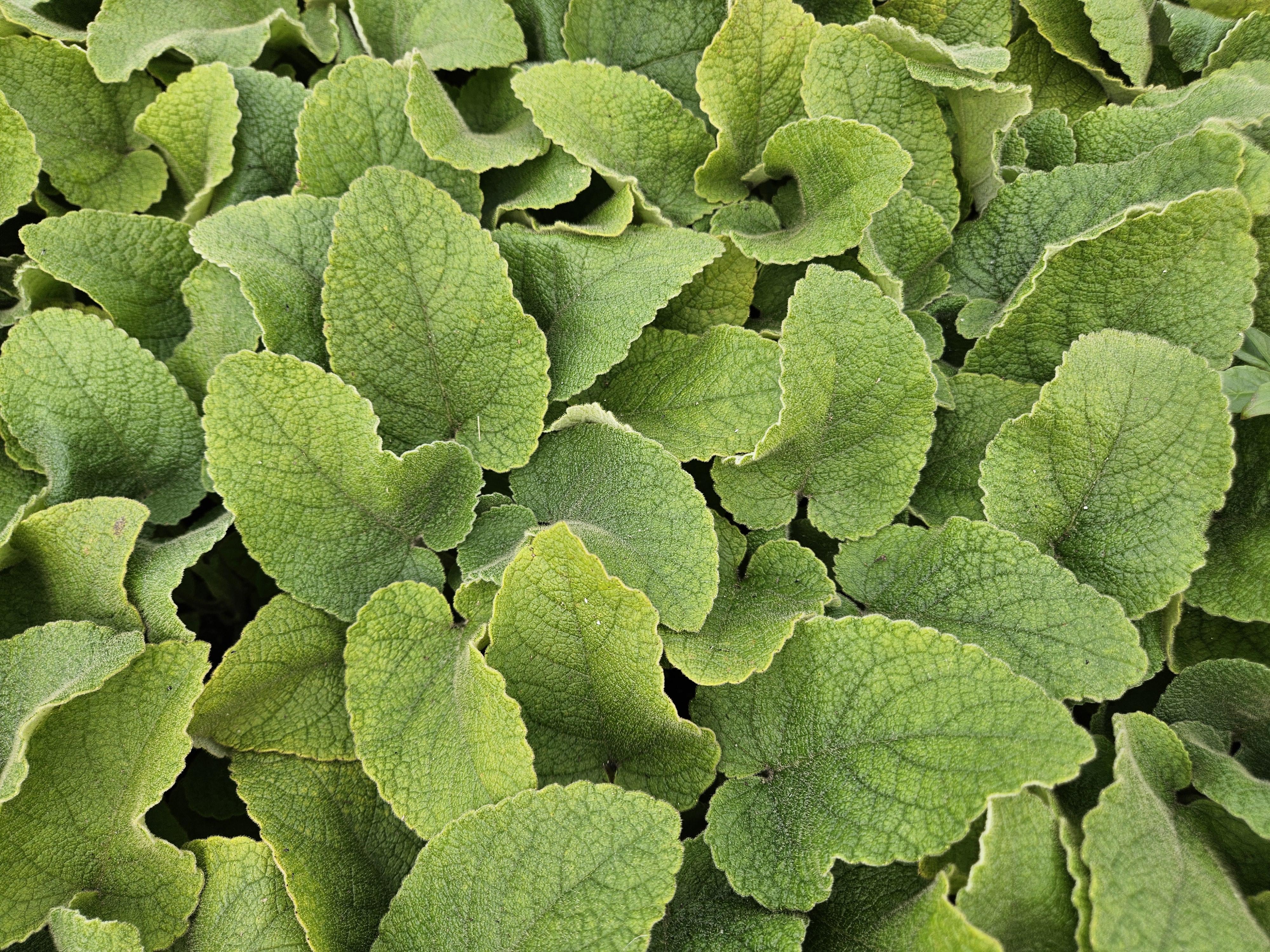 Garden basics 6x Phlomis russeliana - ↕10-25cm - Ø9cm (47965)