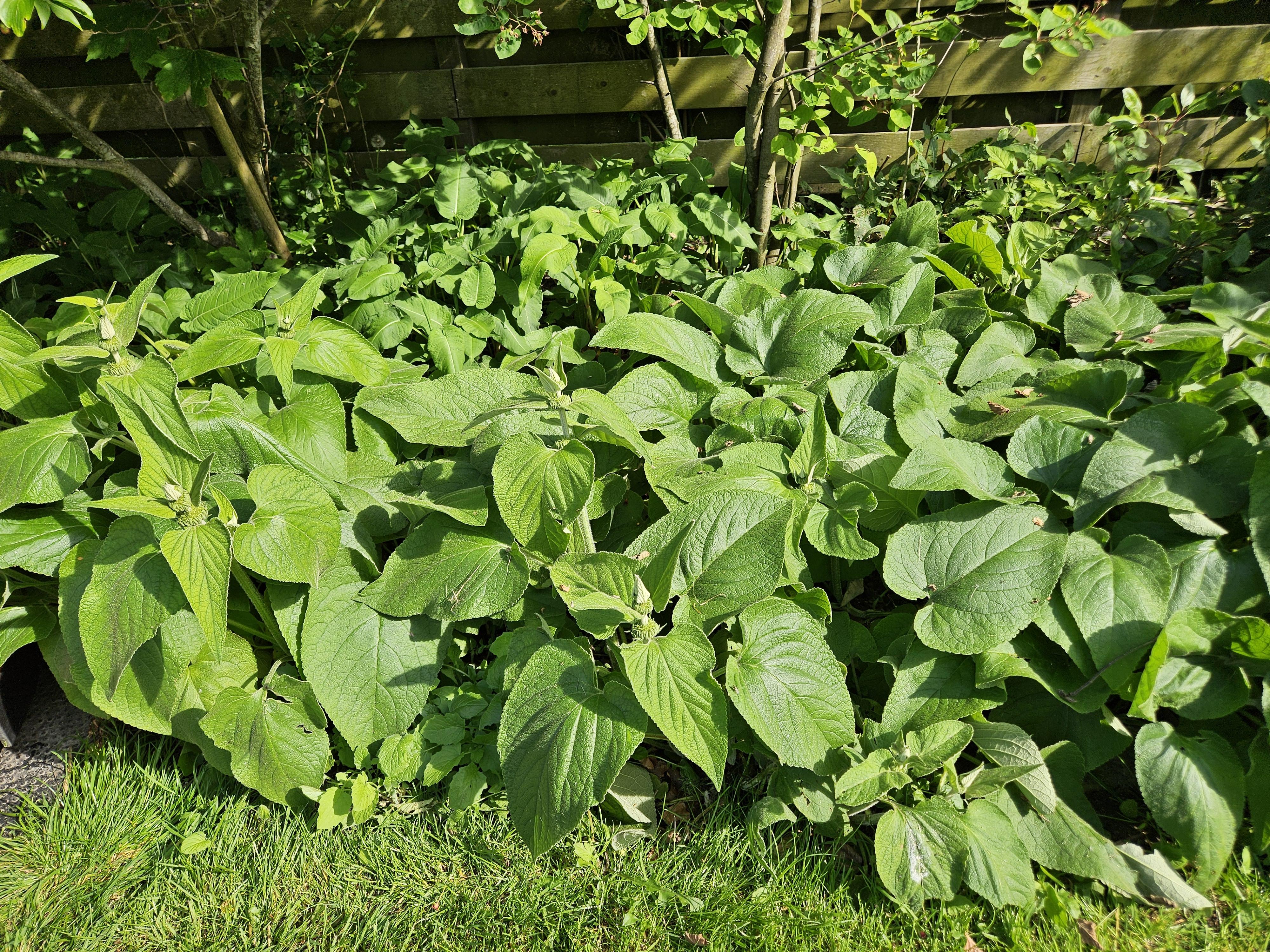Garden basics 6x Phlomis russeliana - ↕10-25cm - Ø9cm (47965)