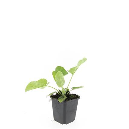 Garden basics 48x Phlomis russeliana - ↕10-25cm - Ø9cm (50524)
