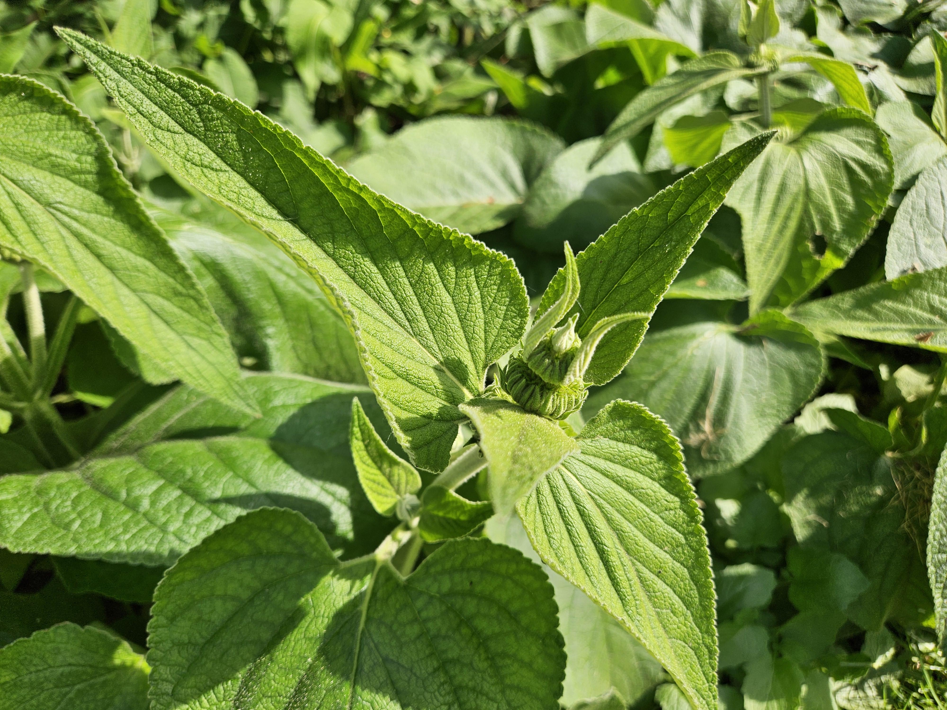 Garden basics 48x Phlomis russeliana - ↕10-25cm - Ø9cm (50524)