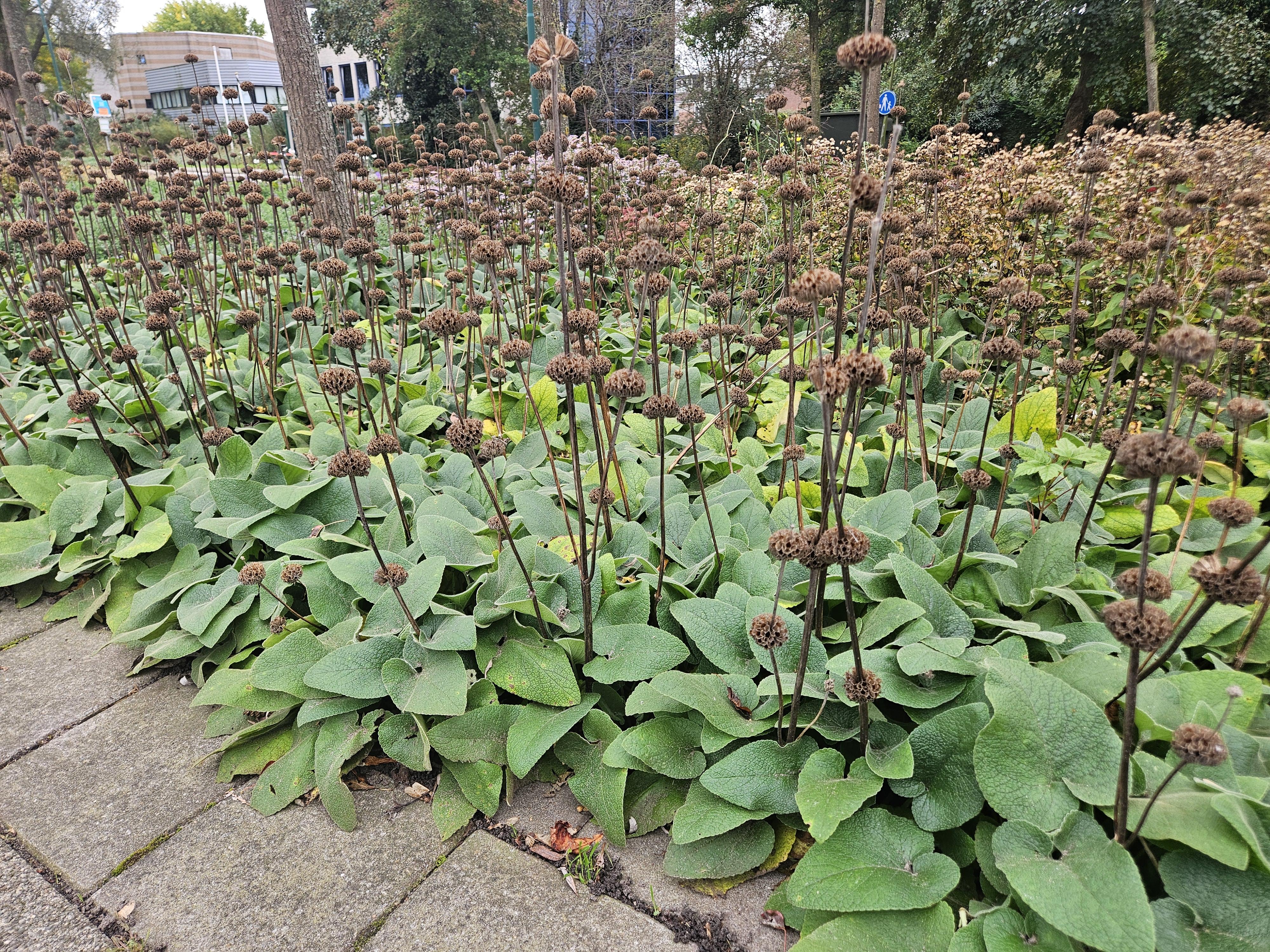 Garden basics 48x Phlomis russeliana - ↕10-25cm - Ø9cm (50524)