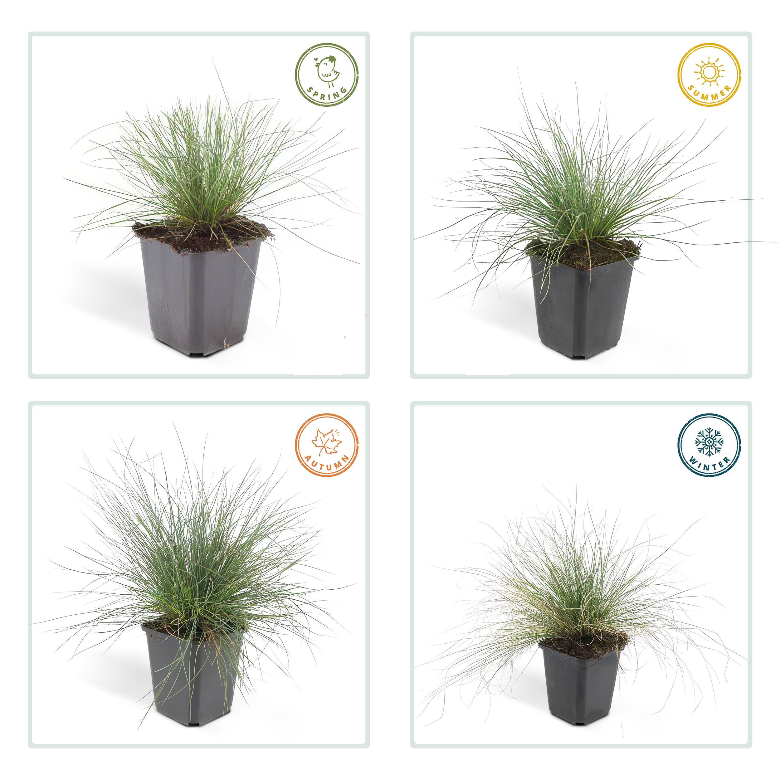 Garden basics 24x Festuca glauca 'Elijah Bleu' - ↕10-25cm - Ø9cm (50412)