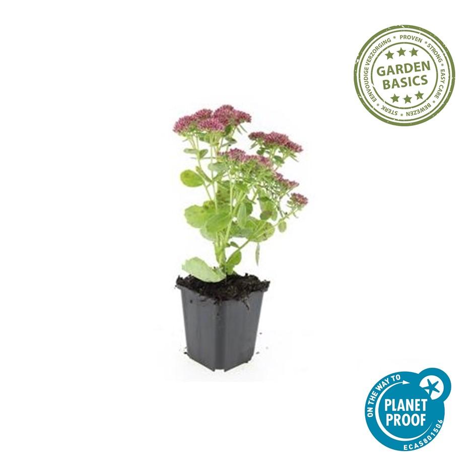 Garden basics 60x Sedum 'Herbstfreude' - ↕10-25cm - Ø9cm (47999)