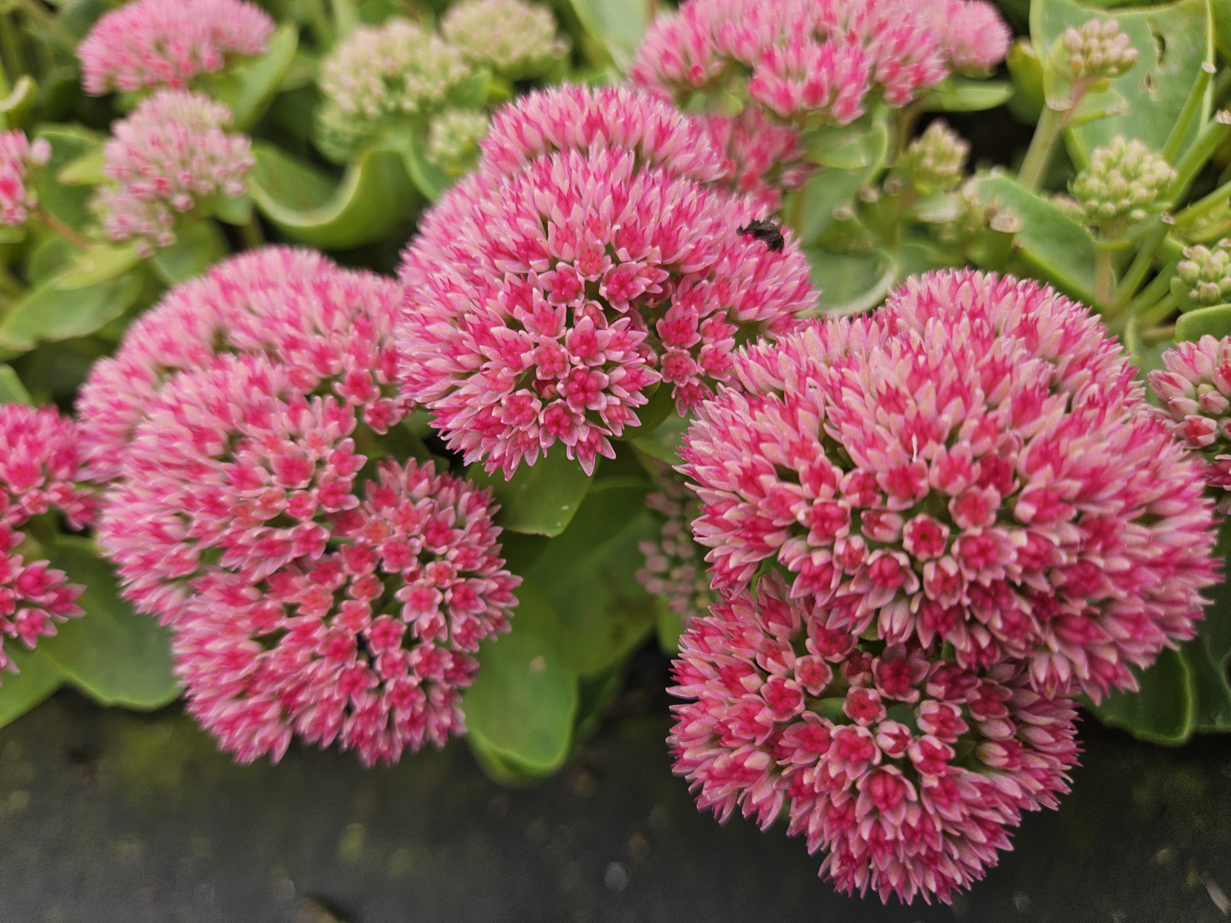 Garden basics 60x Sedum 'Herbstfreude' - ↕10-25cm - Ø9cm (47999)