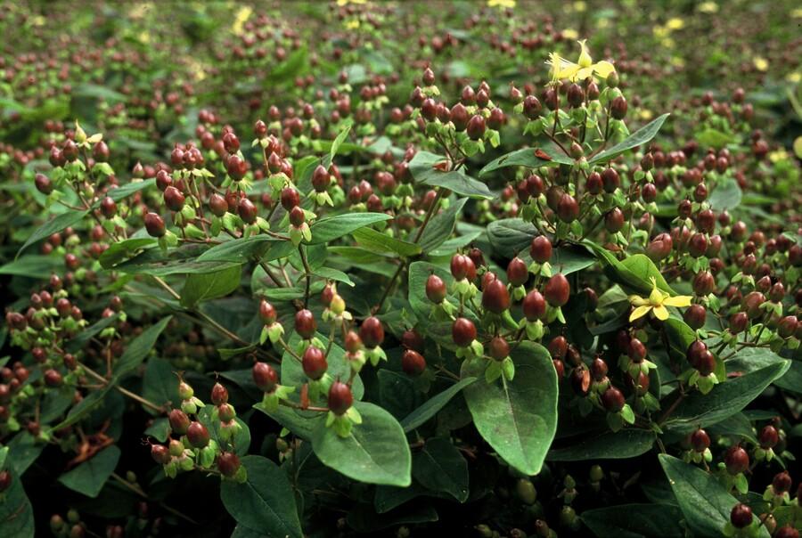 Garden basics 12x Hypericum inodorum - ↕10-25cm - Ø9cm (47852)