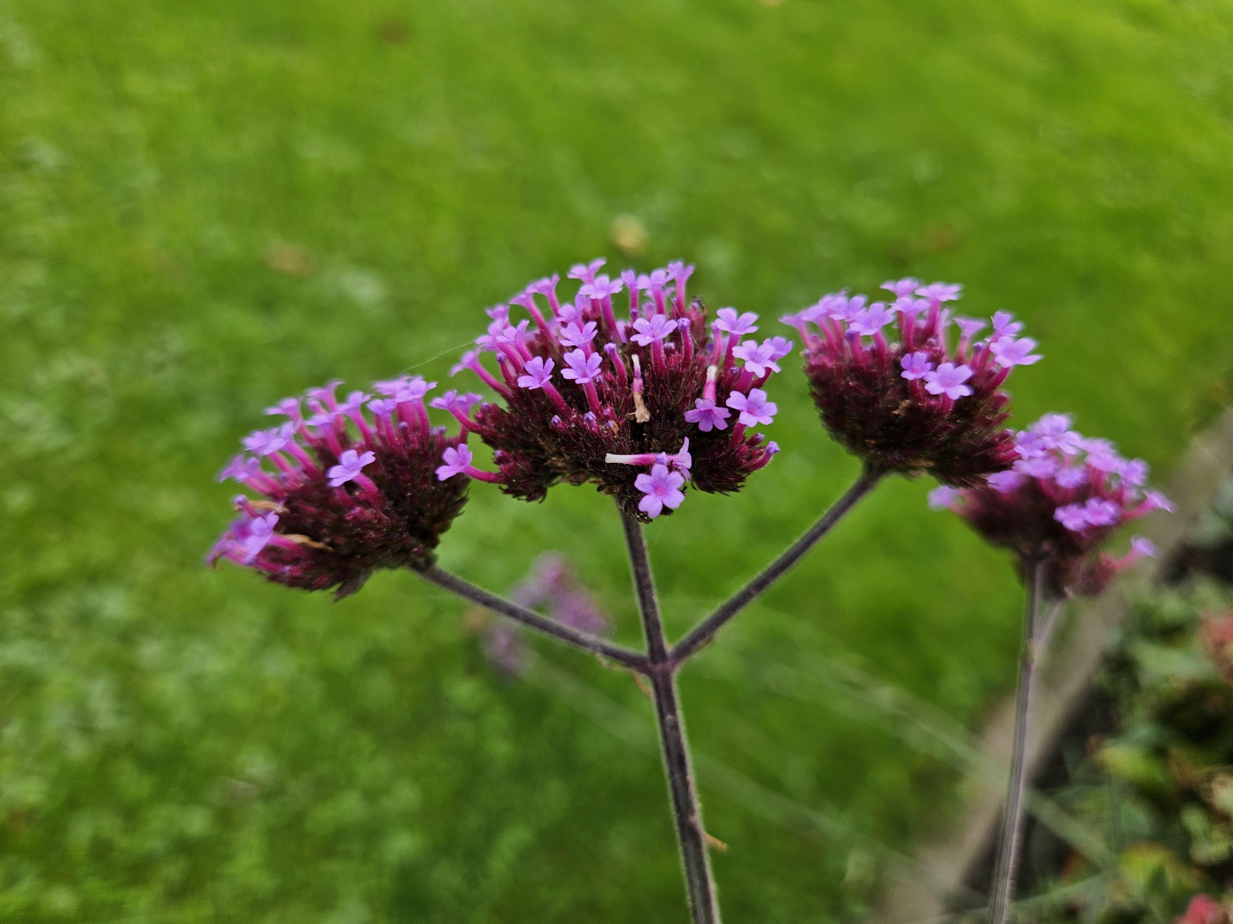 Garden basics 24x Verbena bonariensis - ↕10-25cm - Ø9cm (50346)
