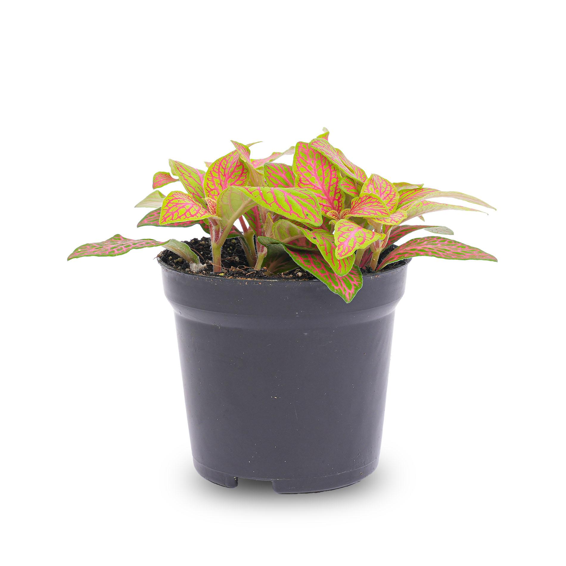 Fittonia Oranje - Roze - Ruby Lime - Mozaiekplantje - Potmaat 8 (8720872020808)