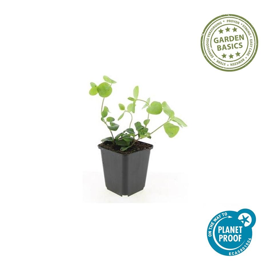 Garden basics 12x Vinca major - ↕10-25cm - Ø9cm (47941)