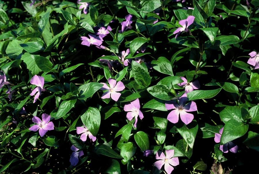 Garden basics 12x Vinca major - ↕10-25cm - Ø9cm (47941)