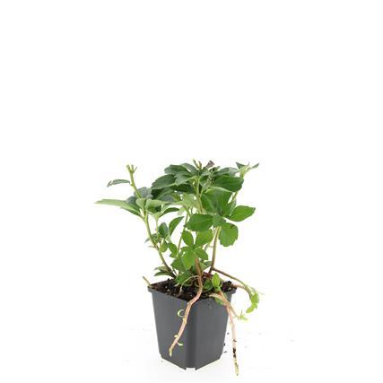 Garden basics 24x Pachysandra terminalis - ↕10-25cm - Ø9cm (50336)