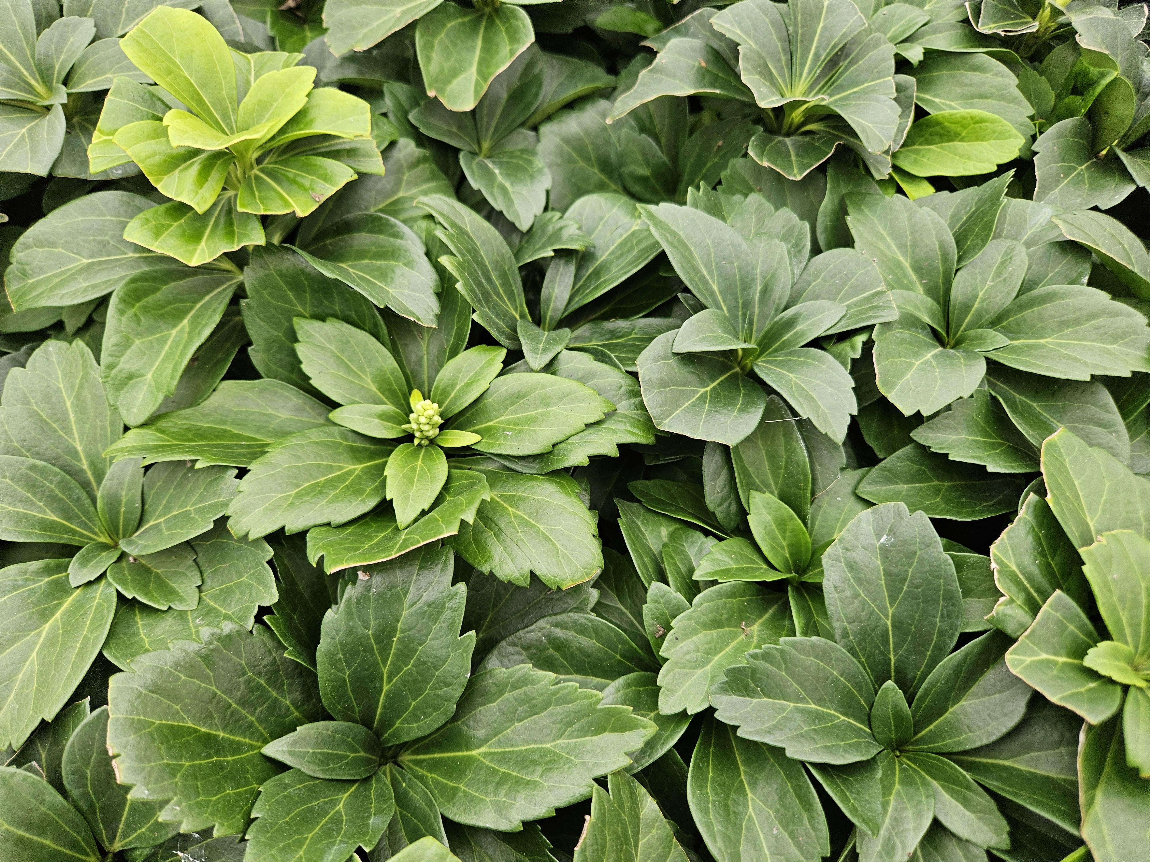 Garden basics 24x Pachysandra terminalis - ↕10-25cm - Ø9cm (50336)