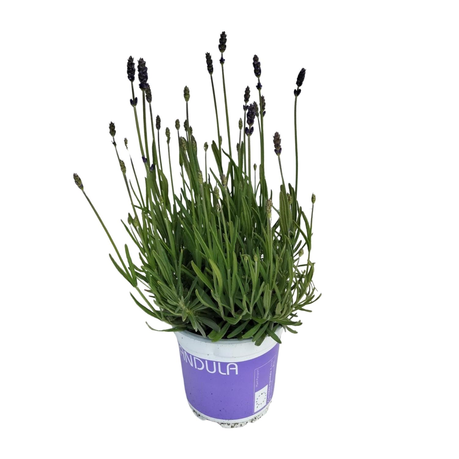 Lavendel Lavandula Hidcote Blue Blauw (25485)