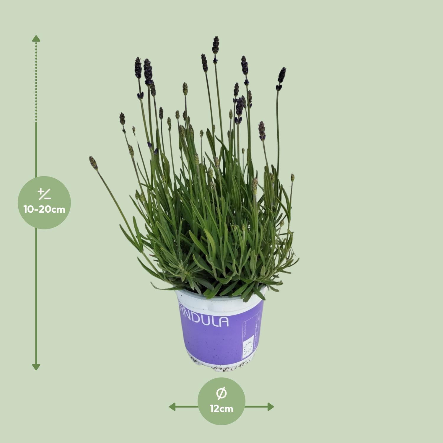 Lavendel Lavandula Hidcote Blue Blauw (25485)