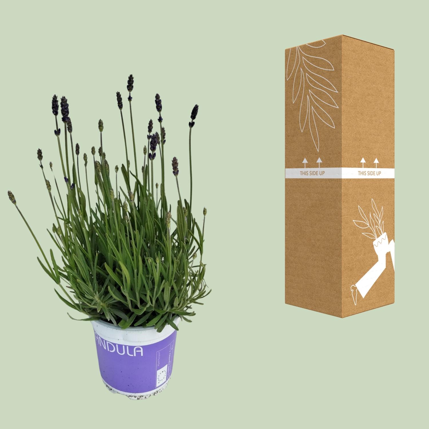 Lavendel Lavandula Hidcote Blue Blauw (25485)