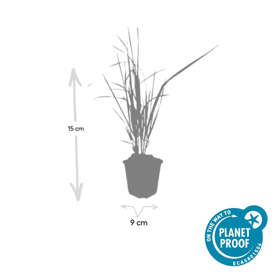 Garden basics 60x Calamagrostis acut. 'Karl Foerster' - ↕10-25cm - Ø9cm (47625)