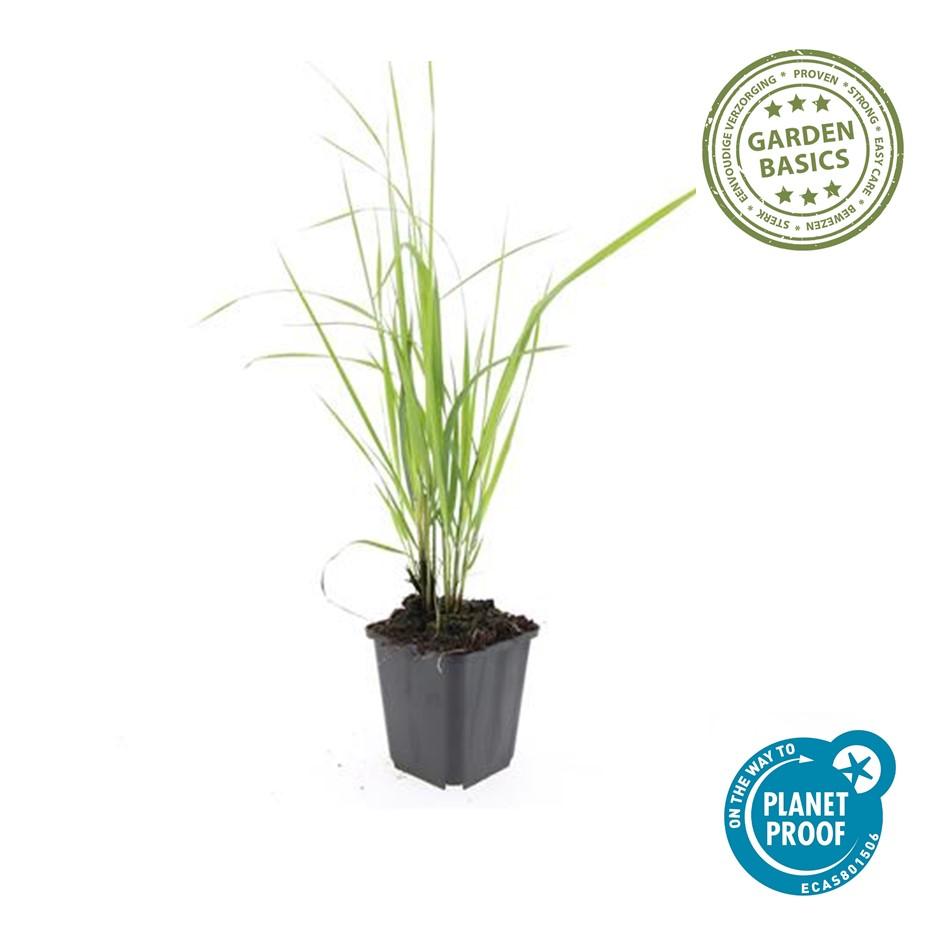 Garden basics 60x Calamagrostis acut. 'Karl Foerster' - ↕10-25cm - Ø9cm (47625)