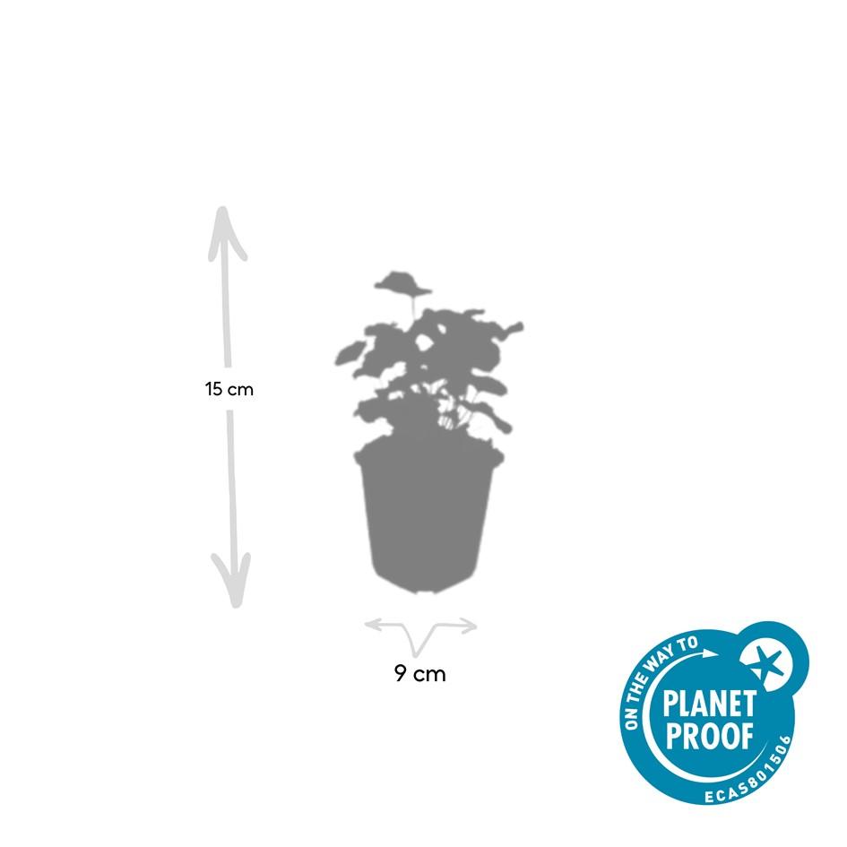 Garden basics 60x Alchemilla mollis - ↕10-25cm - Ø9cm (46868)