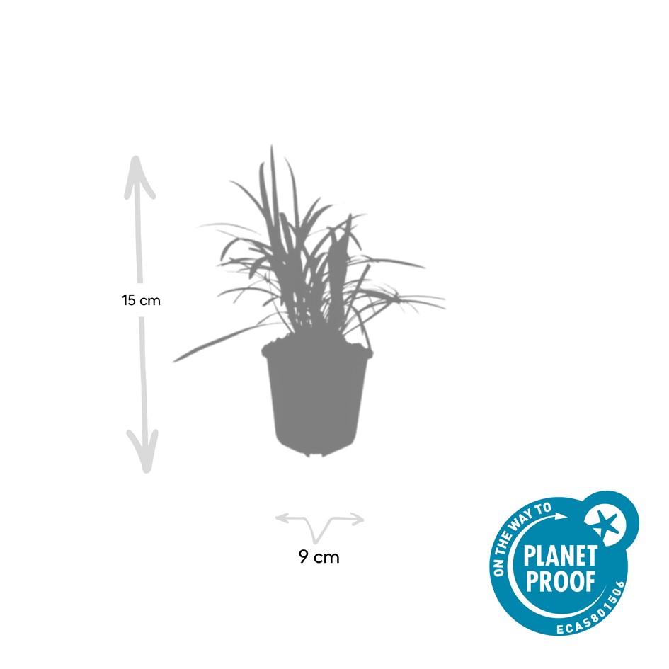 Garden basics 48x Liriope muscari 'Moneymaker' - ↕10-25cm - Ø9cm (50473)