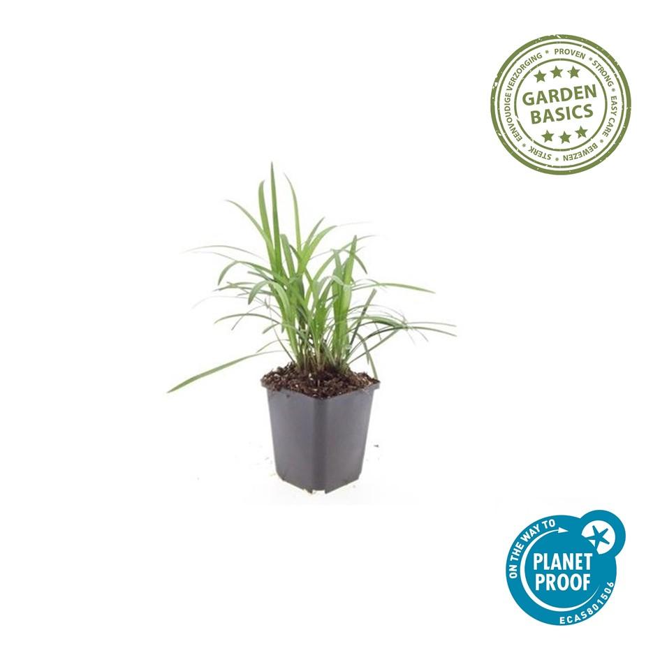 Garden basics 48x Liriope muscari 'Moneymaker' - ↕10-25cm - Ø9cm (50473)