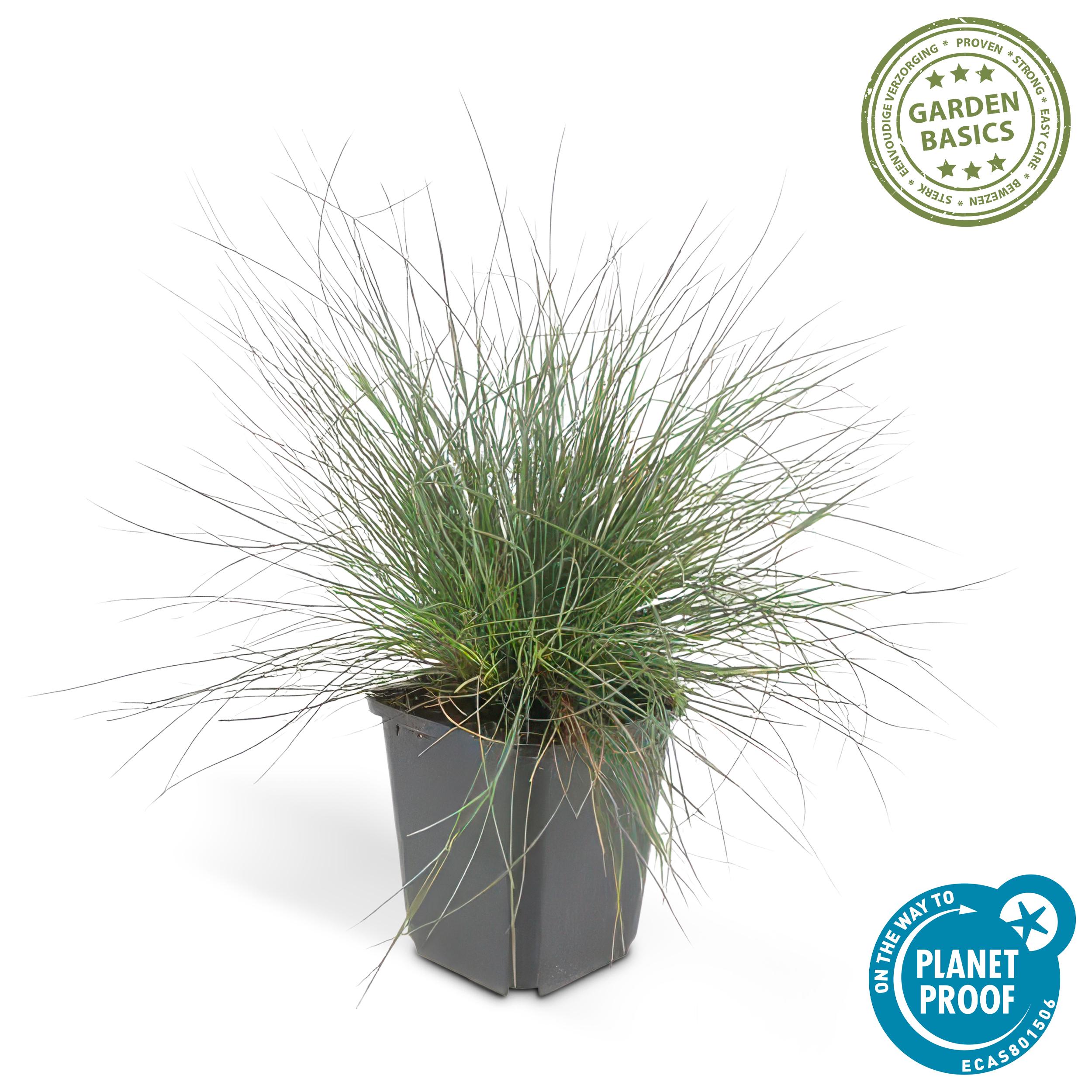 Garden basics 48x Festuca glauca 'Elijah Bleu' - ↕10-25cm - Ø9cm (50413)