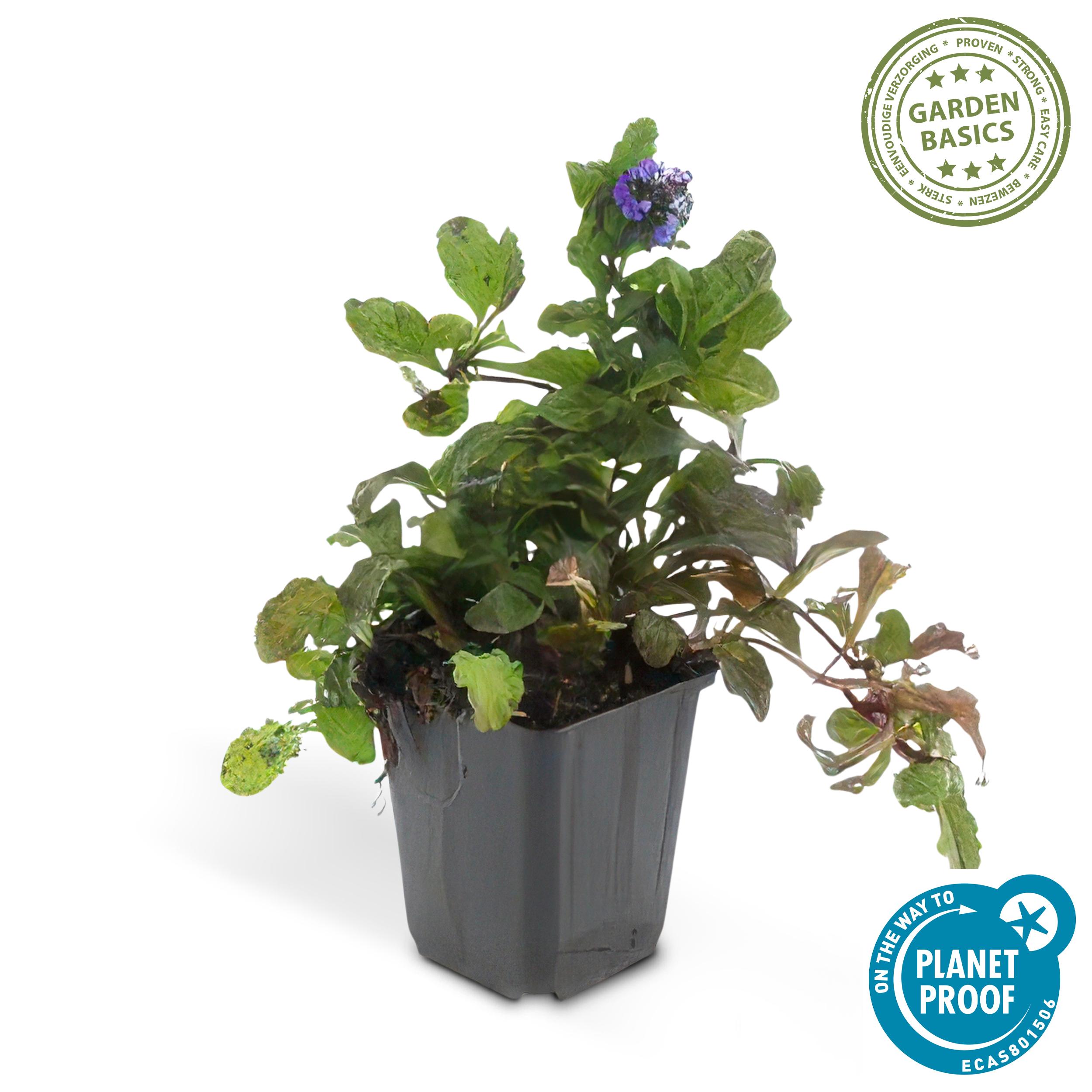 Garden basics 6x Ajuga reptans - ↕10-25cm - Ø9cm (46859)