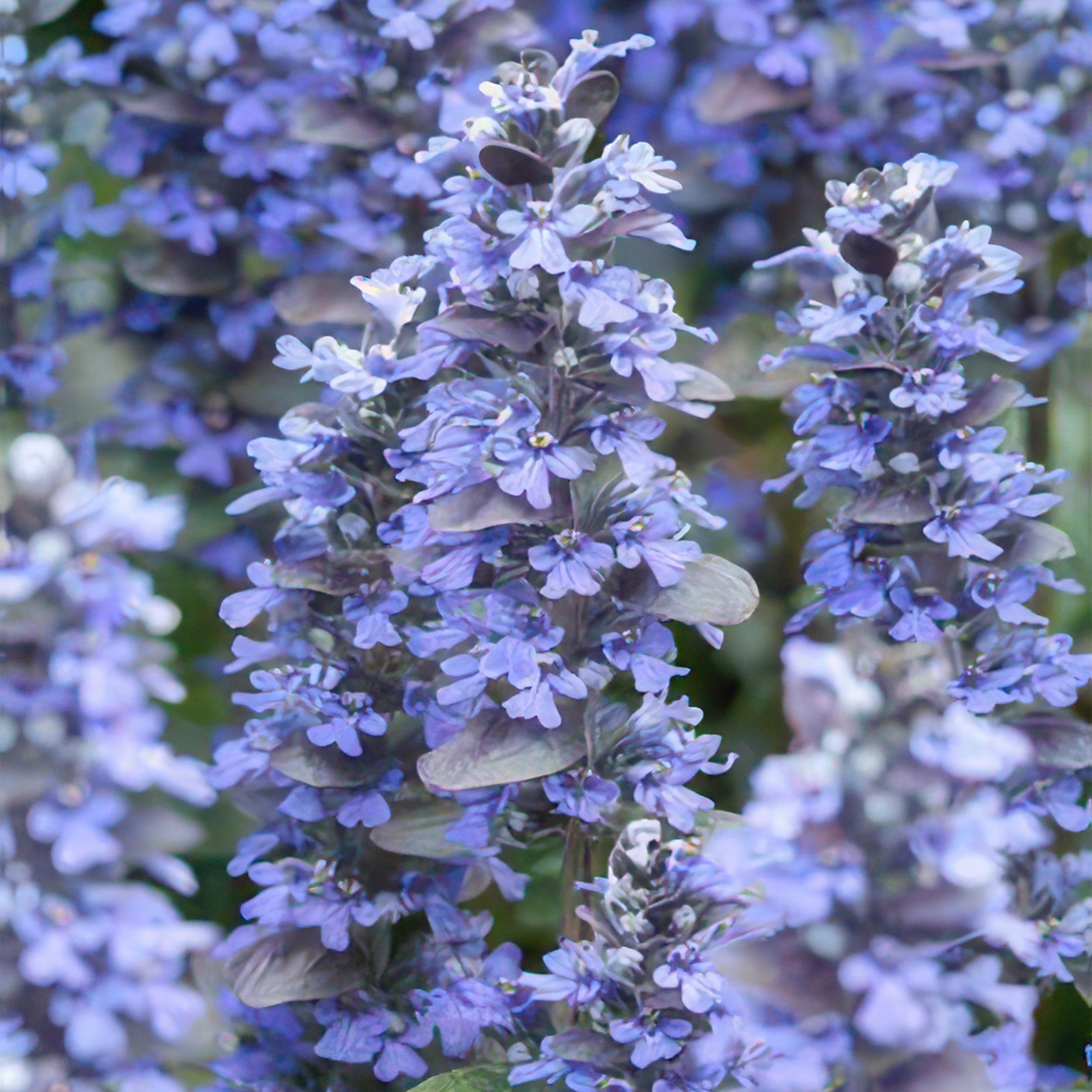Garden basics 6x Ajuga reptans - ↕10-25cm - Ø9cm (46859)