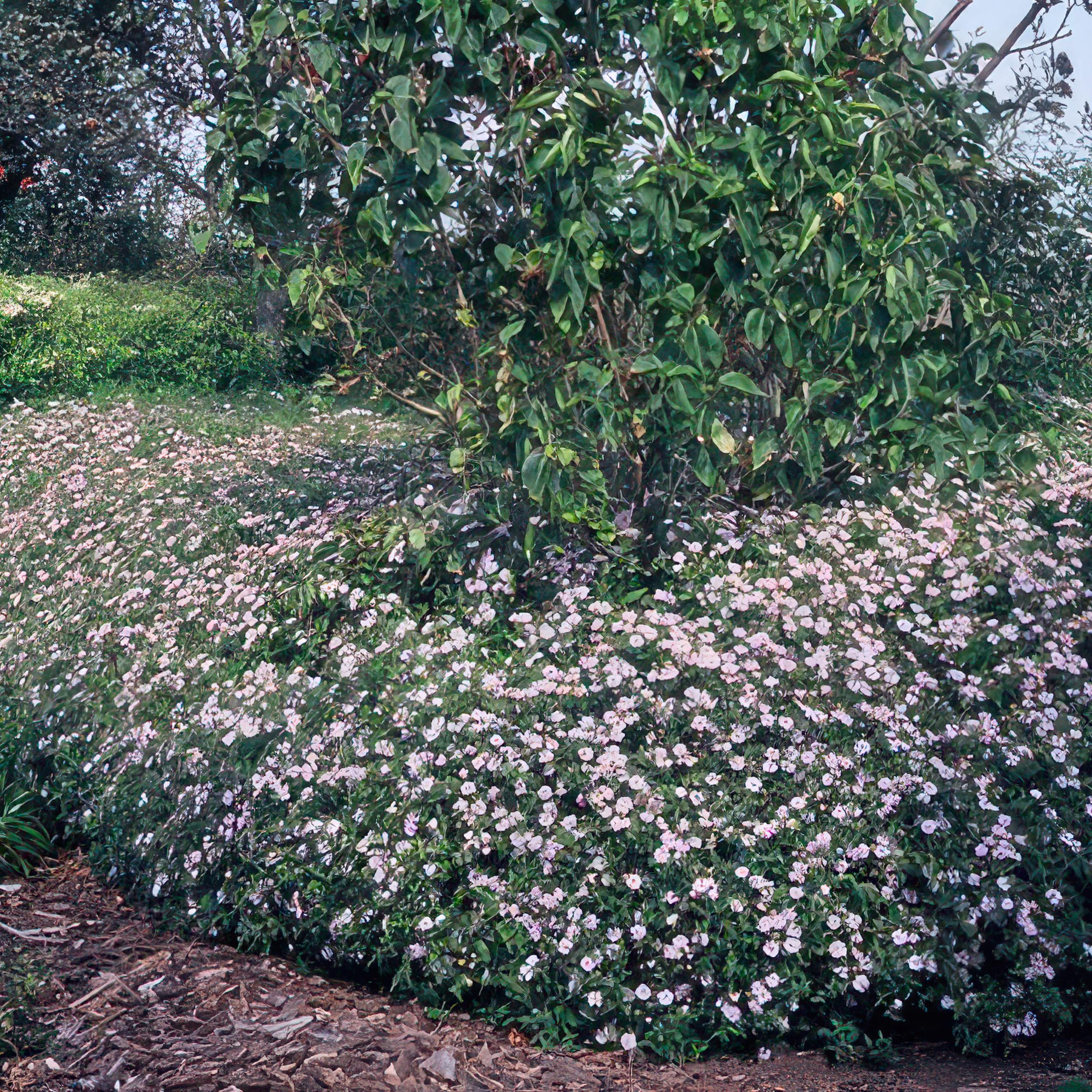 Garden basics 12x Aster ageratoides 'Asran' - ↕10-25cm - Ø9cm (46870)