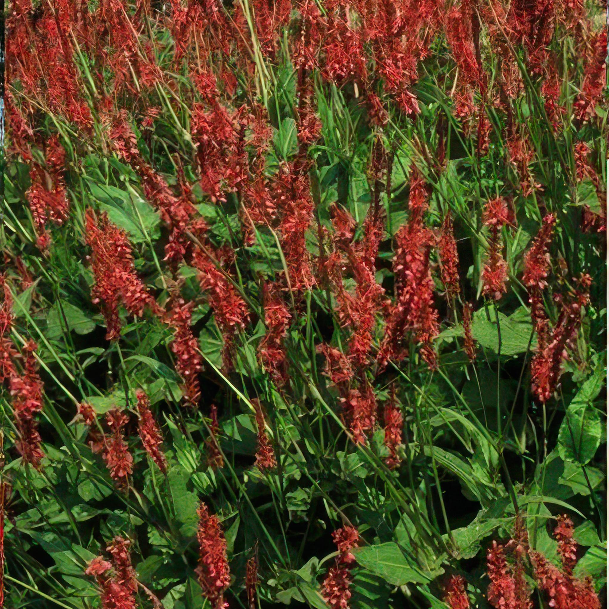 Garden basics 24x Persicaria amplexicaulis - ↕10-25cm - Ø9cm (50510)