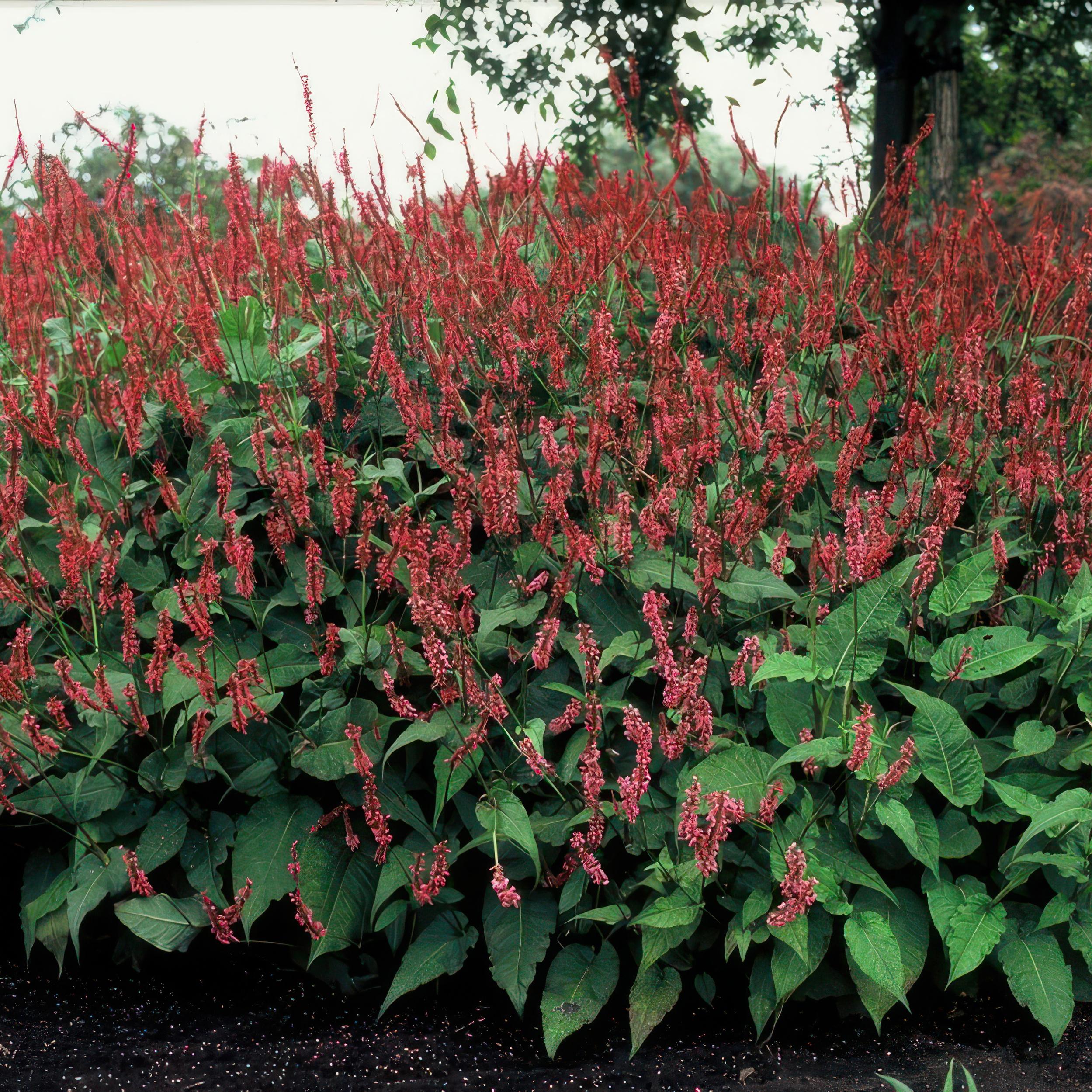 Garden basics 24x Persicaria amplexicaulis - ↕10-25cm - Ø9cm (50510)
