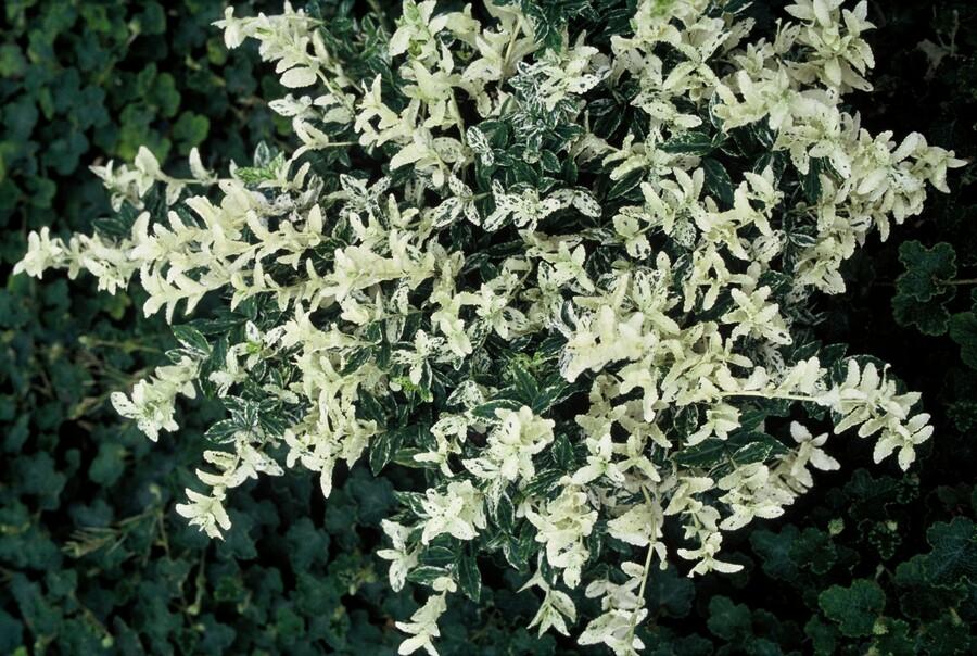 Garden basics 60x Euonymus fort. 'Harlequin' - ↕10-25cm - Ø9cm (47712)