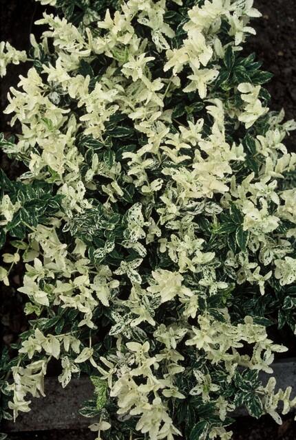 Garden basics 60x Euonymus fort. 'Harlequin' - ↕10-25cm - Ø9cm (47712)