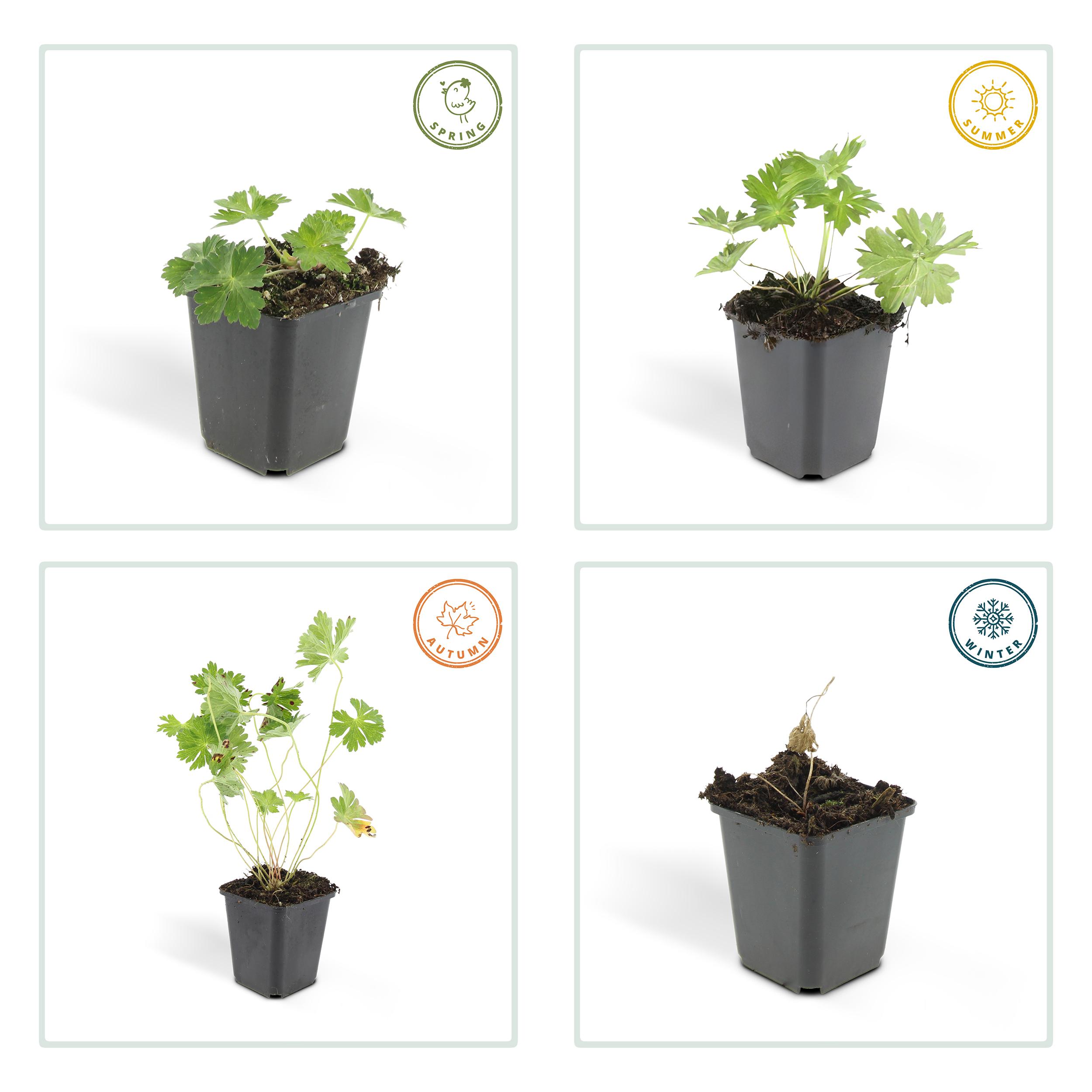 Garden basics 12x Geranium Rozanne - ↕10-25cm - Ø9cm (46920)