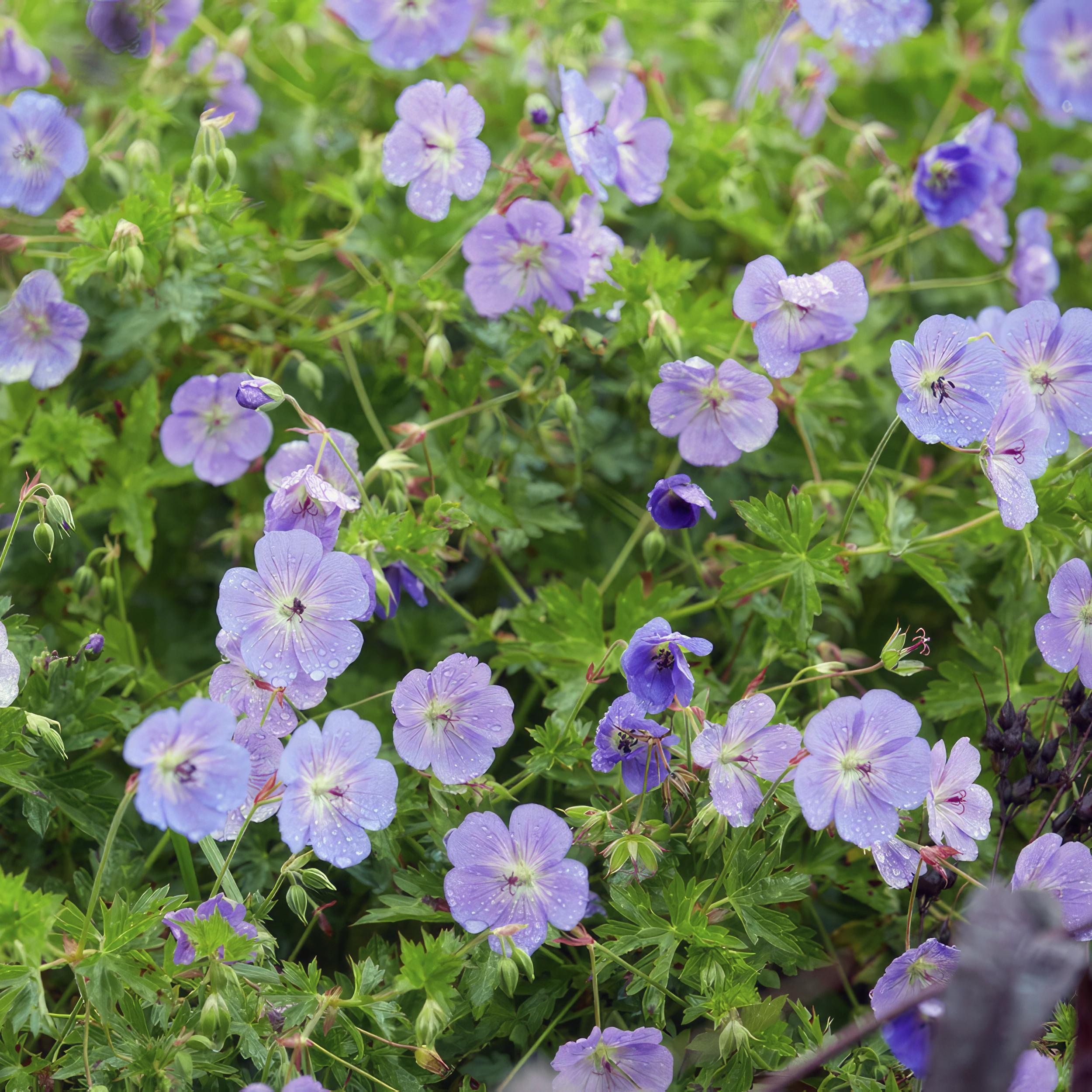 Garden basics 12x Geranium Rozanne - ↕10-25cm - Ø9cm (46920)
