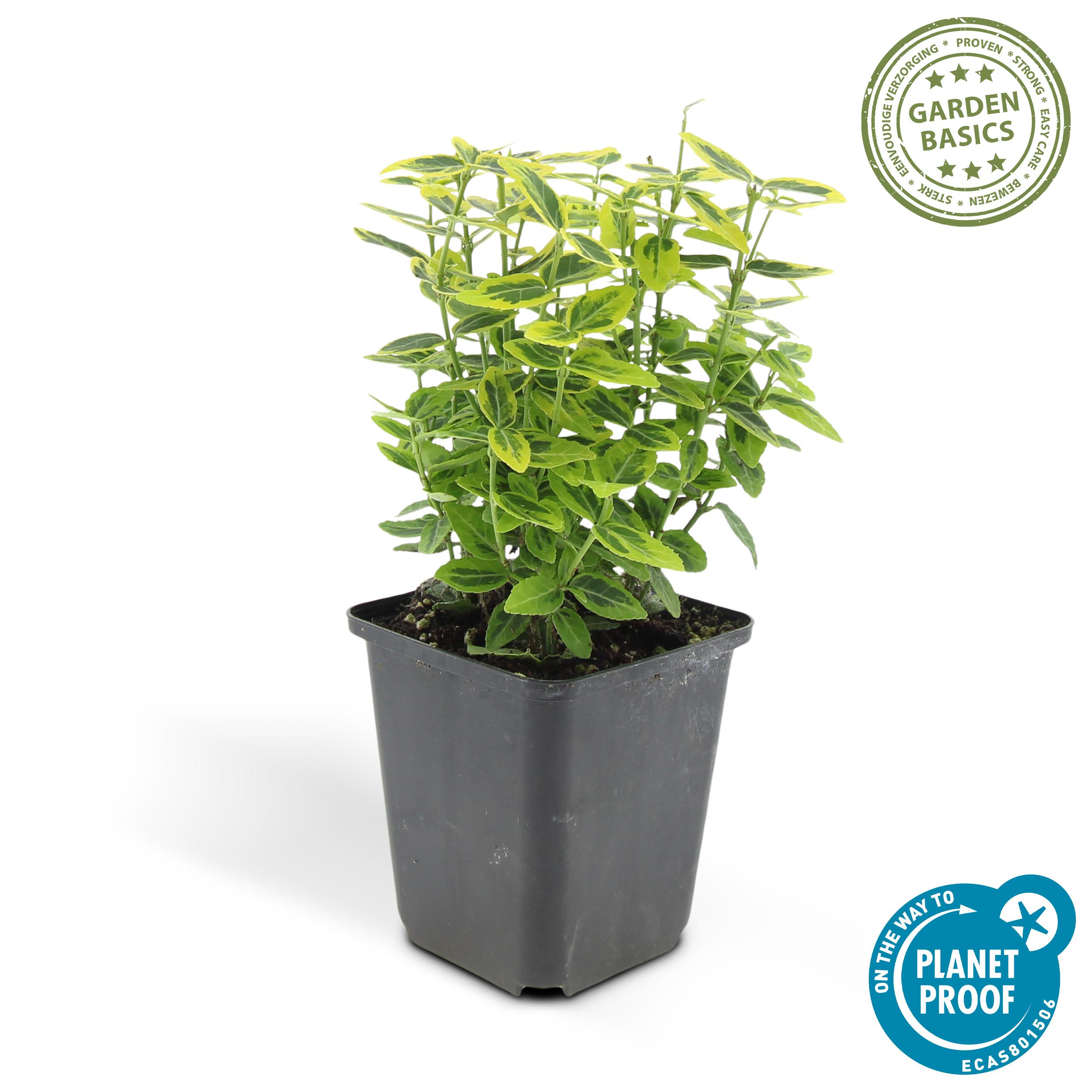 Garden basics 48x Euonymus fort. 'Emerald 'n Gold’ - ↕10-25cm - Ø9cm (50317)