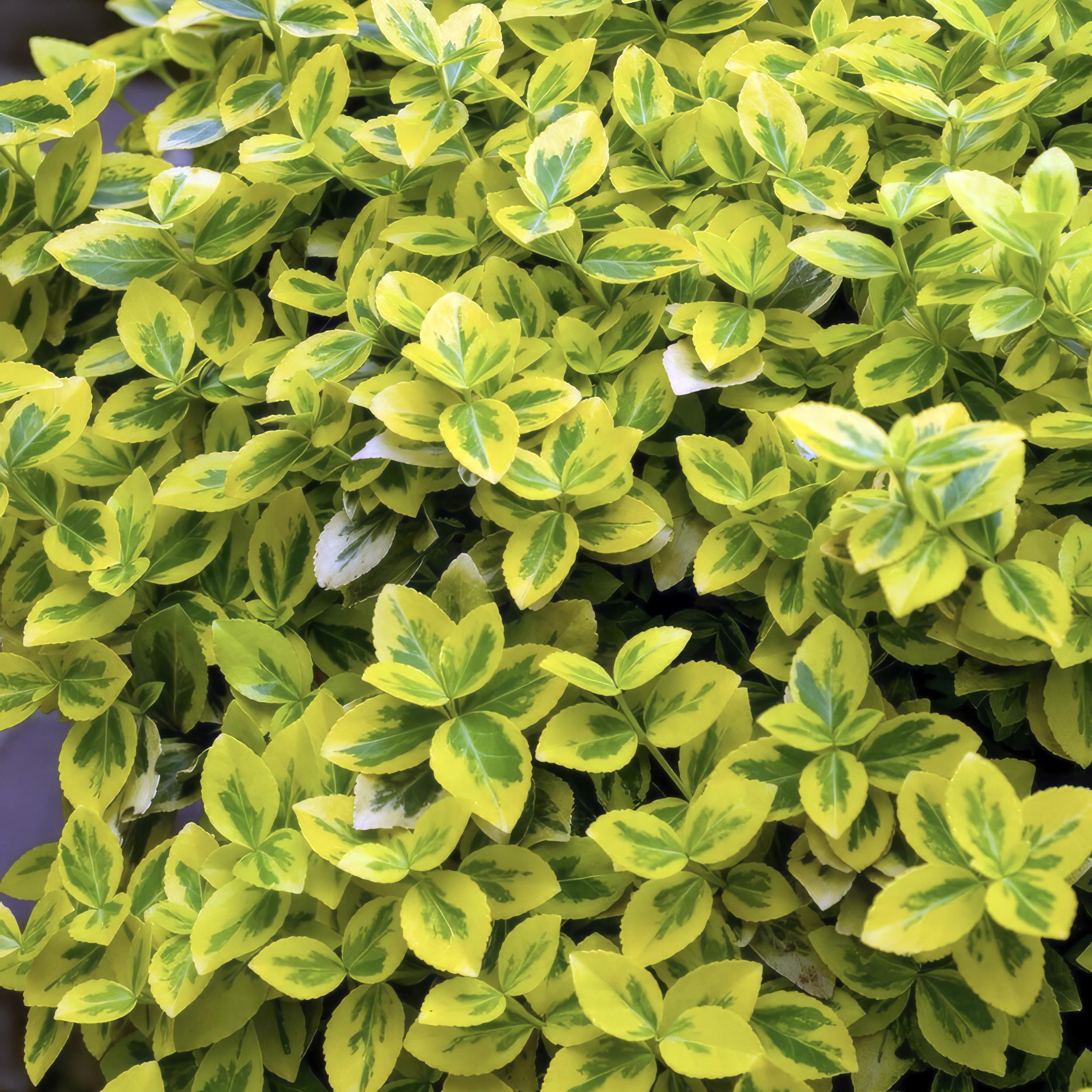 Garden basics 48x Euonymus fort. 'Emerald 'n Gold’ - ↕10-25cm - Ø9cm (50317)