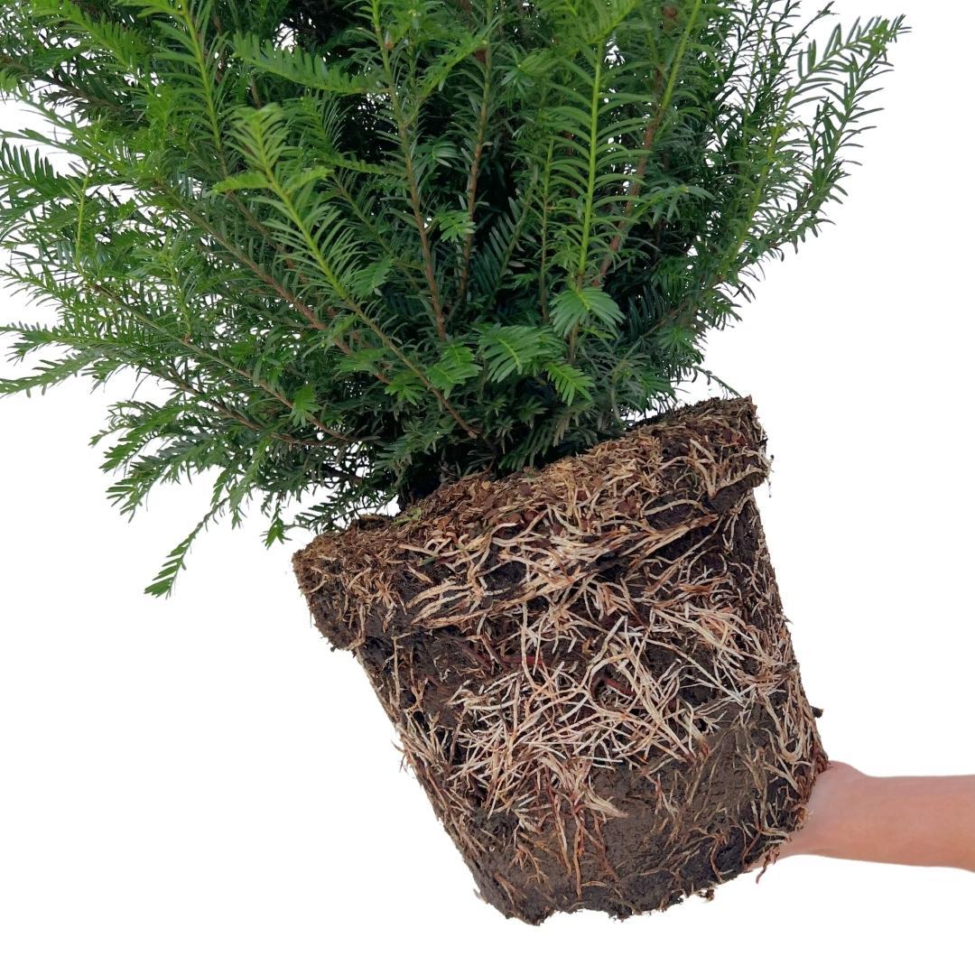 Plants by frank Grote taxus planten voor 10 strekkende meter haag | - 12L - 20 x | ↨ 100-125 cm (8721001420940)