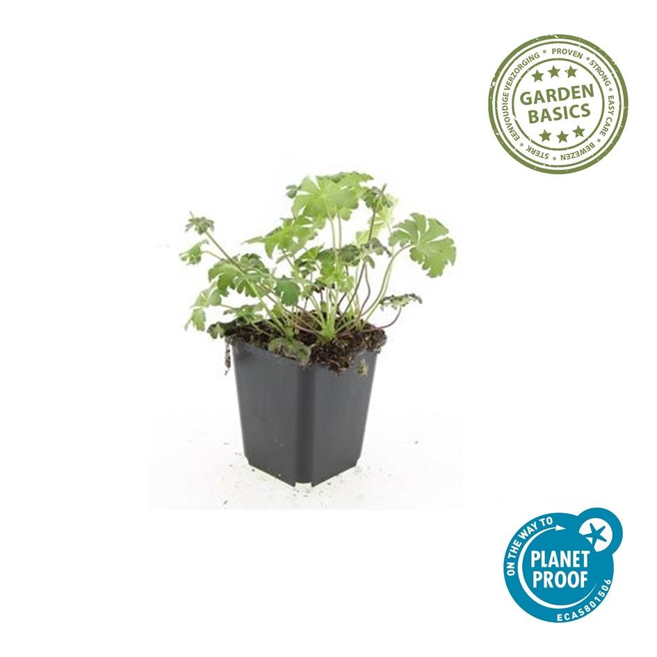 Garden basics 24x Geranium sang. 'Album' - ↕10-25cm - Ø9cm (50432)