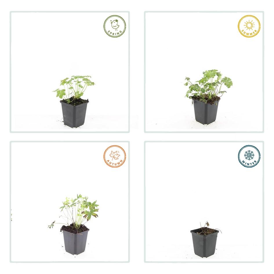 Garden basics 24x Geranium sang. 'Album' - ↕10-25cm - Ø9cm (50432)