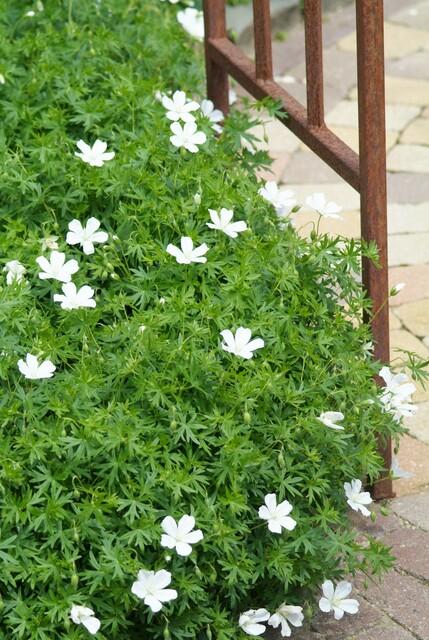 Garden basics 24x Geranium sang. 'Album' - ↕10-25cm - Ø9cm (50432)