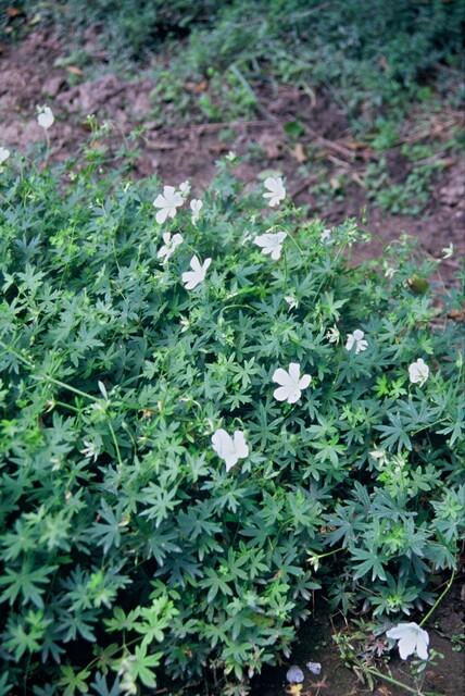 Garden basics 24x Geranium sang. 'Album' - ↕10-25cm - Ø9cm (50432)
