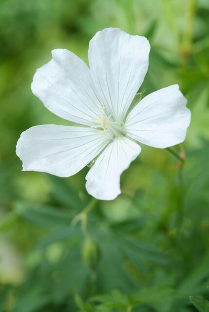 Garden basics 24x Geranium sang. 'Album' - ↕10-25cm - Ø9cm (50432)