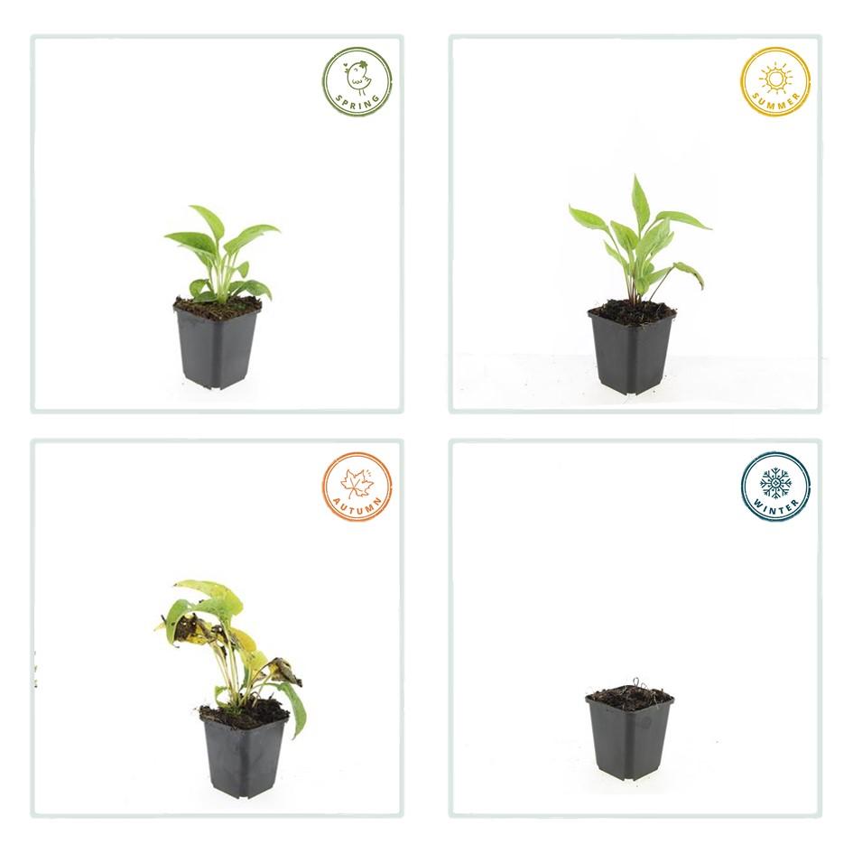 Garden basics 60x Echinacea p. 'White Swan' - ↕10-25cm - Ø9cm (47693)
