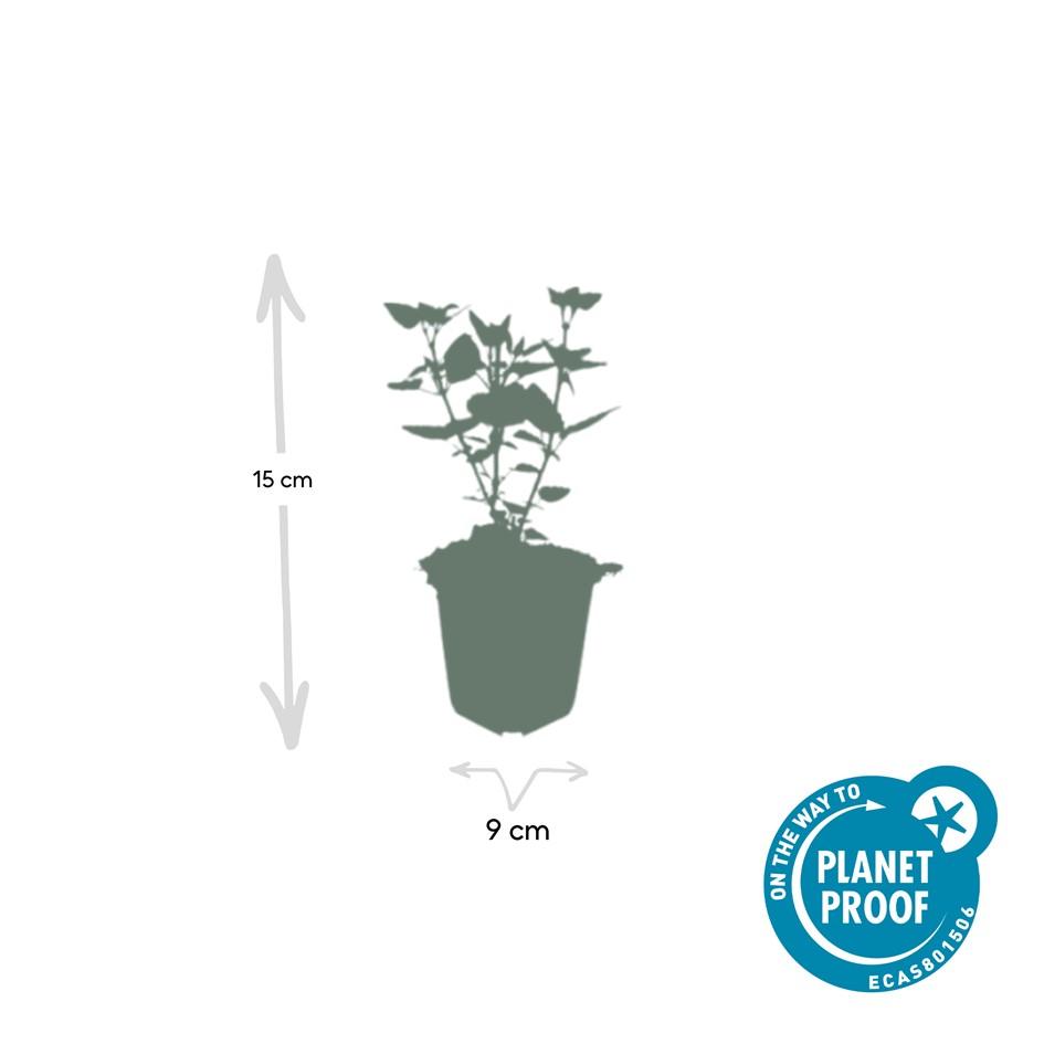 Garden basics 12x Agastache 'Blue Fortune' - ↕10-25cm - Ø9cm (47565)
