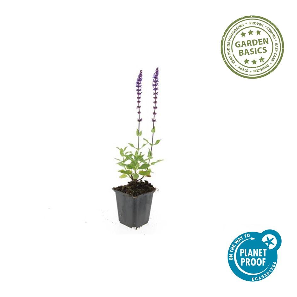 Garden basics 6x Salvia nem. 'Caradonna' - ↕10-25cm - Ø9cm (47985)