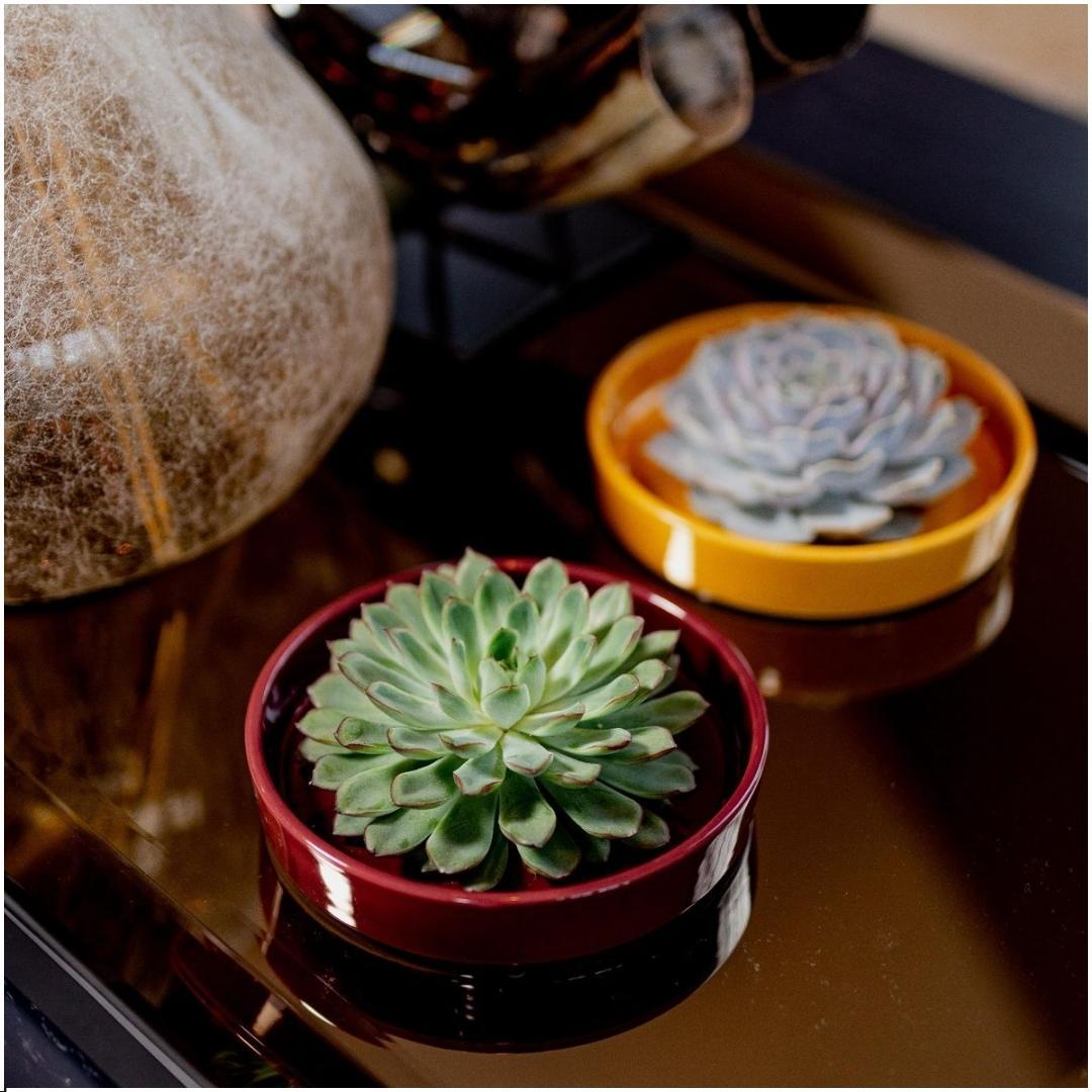 Rootless by aloe demi ROOTLESS Succulent Echeveria Lilacina in schaal 'rood' Ø20 cm (8721001420230)