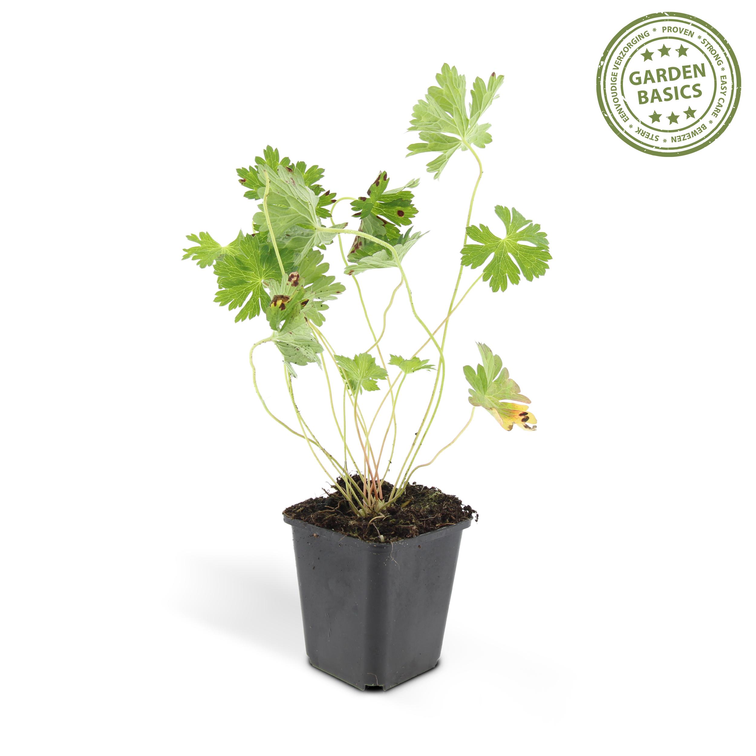 Garden basics 48x Geranium Rozanne - ↕10-25cm - Ø9cm (50321)